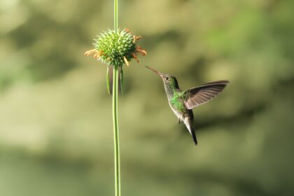 tatouage colibri