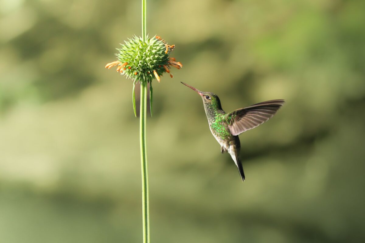 tatouage colibri